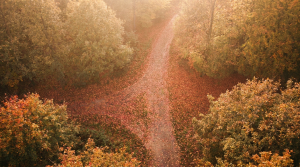 magnific autumn leaves 82942